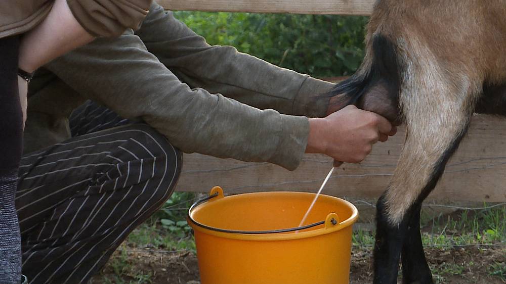 Výměna manželek: Jak si manželka vojáka poradí na rumunské kozí farmě, kde se zastavil čas