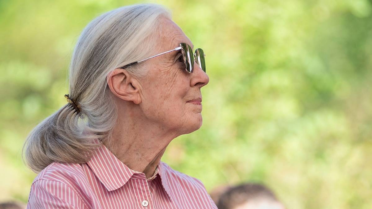 Zemřela Jane Goodallová, byla v Simpsonových a je kmotrou pražské gorily Zemřela Jane Goodallová, byla v Simpsonových a je kmotrou pražské gorily