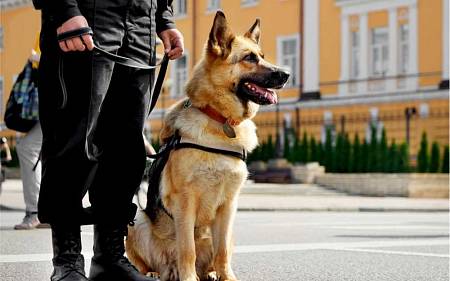 Který herec byl nejlepším parťákem seriálového Komisaře Rexe. Jeden z nich si dokonce zahrál v českém velkofilmu